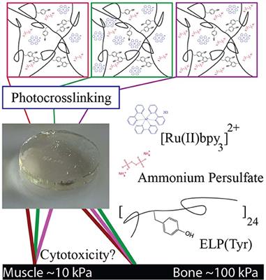 Non-cytotoxic Dityrosine Photocrosslinked Polymeric Materials With Targeted Elastic Moduli